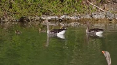 Küçük bebekleri olan gri lag kazları ailesi. Gri-lag kaz, Anser anser, Anatidae familyasından bir kaz türü.