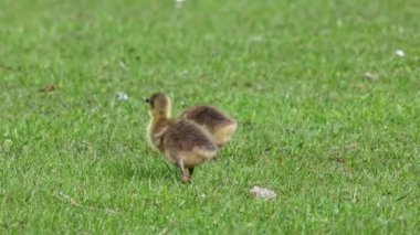 Küçük bebekleri olan gri lag kazları ailesi. Gri-lag kaz, Anser anser, Anatidae familyasından bir kaz türü.