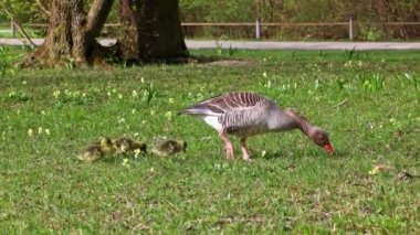 Küçük bebekleri olan gri lag kazları ailesi. Gri-lag kaz, Anser anser, Anatidae familyasından bir kaz türü.
