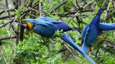 Mavi ve sarı papağan, Ara aratyası, mavi ve altın papağanı olarak da bilinir, çoğunlukla mavi üst kısımları ve açık turuncu alt kısımları olan büyük bir Güney Amerika papağanıdır.