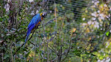 Mavi ve sarı papağan, Ara aratyası, mavi ve altın papağanı olarak da bilinir, çoğunlukla mavi üst kısımları ve açık turuncu alt kısımları olan büyük bir Güney Amerika papağanıdır.