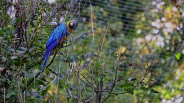 Mavi ve sarı papağan, Ara aratyası, mavi ve altın papağanı olarak da bilinir, çoğunlukla mavi üst kısımları ve açık turuncu alt kısımları olan büyük bir Güney Amerika papağanıdır.