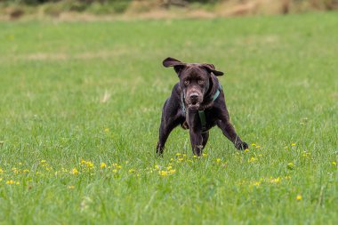 Labrador Retriever, Canis lupus familiaris çim tarlasında. Sağlıklı çikolata rengi labrador retriever Almanya 'da Donauwoerth, Bavyera' da eğleniyor.