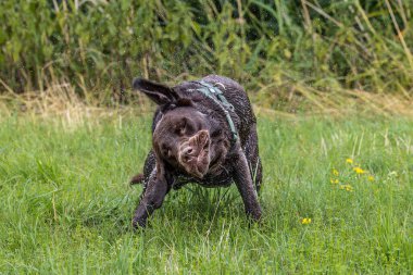 Labrador Retriever, Canis lupus familiaris çim tarlasında. Sağlıklı çikolata rengi labrador retriever Almanya 'da Donauwoerth, Bavyera' da eğleniyor.
