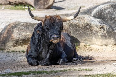 Bos Primigenius Taurus, soyu tükenmiş yaban öküzlerine benzediğini iddia etti. Alman parkında görülen yerli dağ sığırları