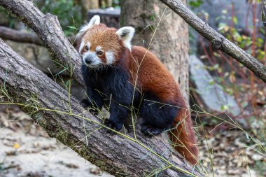 Kırmızı panda, Ailurus fulgens, daha küçük panda ve kırmızı kedi ayı olarak da bilinir..