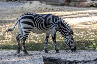 Hartmann dağ zebrası Equus zebra hartmannae, Angola 'nın güneybatısında ve Namibya' nın batısında bulunan bir dağ zebrası alt türüdür..