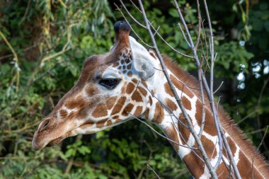 Zürafa, Giraffa camelopardalis, Afrika 'da yaşayan tek ayak parmaklı tek parmaklı, yaşayan en uzun canlı hayvan türüdür..