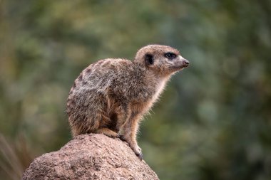 Meerkat, Suricata suricatta bir taşın üzerinde oturuyor ve uzaklığa bakıyor..