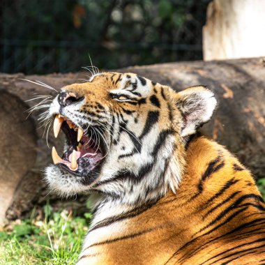 Sibirya kaplanı, Panthera tigris altaica dünyanın en büyük kedisidir.