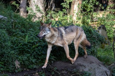 Kurt, gri kurt ya da kereste kurdu olarak da bilinen, Avrasya ve Kuzey Amerika 'nın vahşi ve uzak bölgelerinde yaşayan bir köpek türüdür..