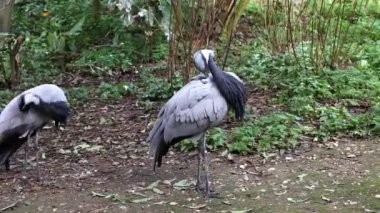 Demokiselle Crane ve Anthropoides başak kuşları gün boyunca açık yeşil çayırlarda yaşarlar. Orta Avrupa 'da bulunan bir turna türüdür.