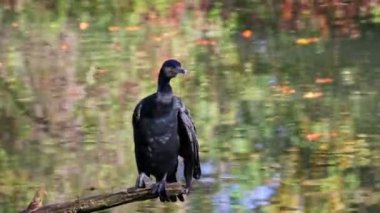 Kuzey yarımküre boyunca büyük siyah karabatak olarak bilinen büyük karabatak, Avustralya 'daki siyah karabatak ve Yeni Zelanda' nın daha güneyindeki siyah karabatak