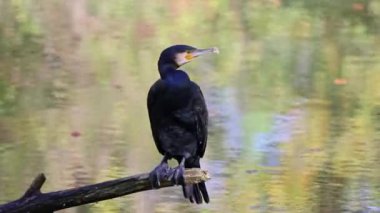 Kuzey yarımküre boyunca büyük siyah karabatak olarak bilinen büyük karabatak, Avustralya 'daki siyah karabatak ve Yeni Zelanda' nın daha güneyindeki siyah karabatak
