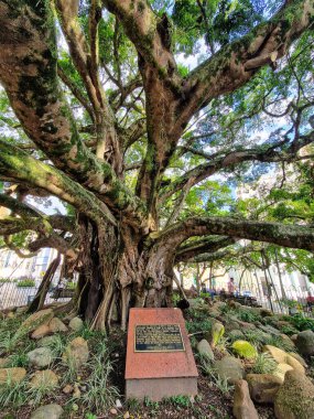 Florianopolis, Brezilya - 29 Aralık 2023: Centenary Figueira in Place XV of November Florianopolis, Santa Catarina, Brezilya. 1871 'de katedralin önünde doğdu.