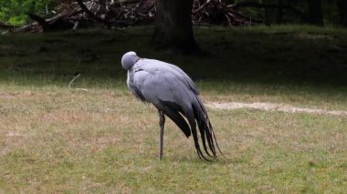 Grus paradisea, Güney Afrika 'ya özgü nesli tükenmekte olan bir kuş türü. Güney Afrika 'nın ulusal kuşudur.