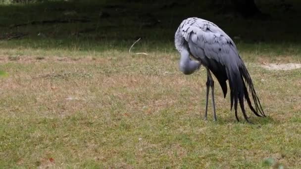 Blå Tranan Grus Paradisea Utrotningshotad Fågelart Som Endemisk För Södra — Stockvideo