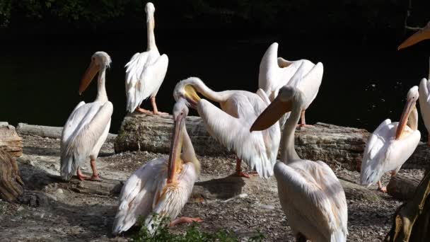 사다새 Great White Pelican Pelecanus Onocrotalus 사다새 속하는 새이다 — 비디오