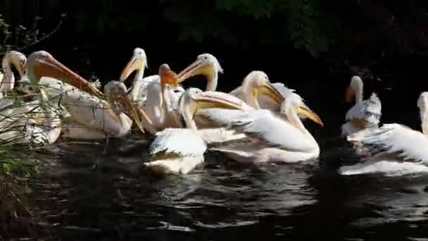 Büyük Beyaz Pelikan Pelecanus Onocrotalus Pelikan Familyasından Bir Kuş Türü — Stok video