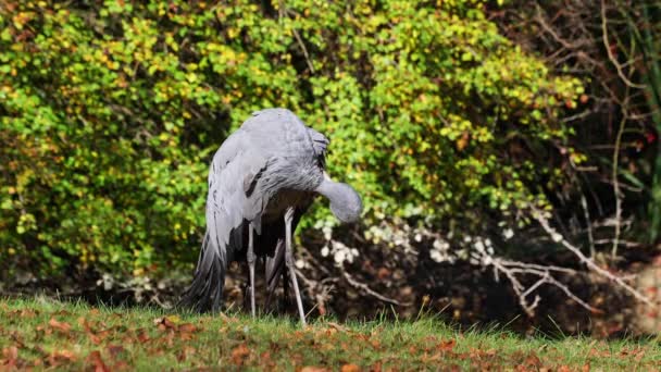 Blå Tranan Grus Paradisea Utrotningshotad Fågelart Som Endemisk För Södra — Stockvideo
