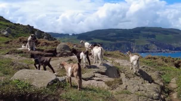 Wild Goats Cliffs Estaca Bares Peninsula Coast Province Coruna Galicia — Stok video
