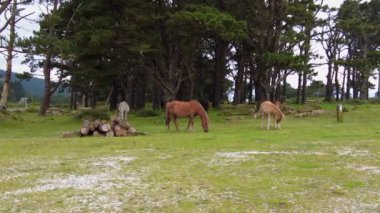 Wild horses eating grass at San Andres de Teixido in Galicia, Spain, Europe