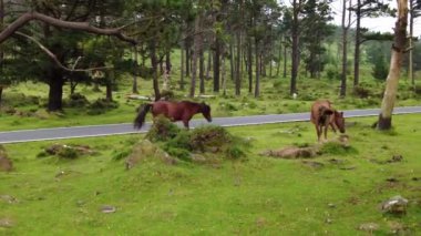 Wild horses eating grass at San Andres de Teixido in Galicia, Spain, Europe