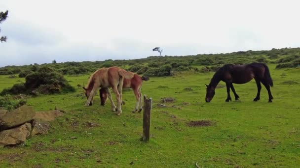 Wild Horses Eating Grass San Andres Teixido Galicia Spain Europe — ストック動画