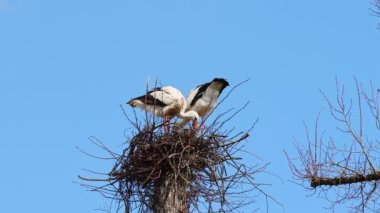 Beyaz leylek, ağustos böceği, Avrupa 'da Oettingen, Swabia, Bavyera, Almanya' da yuvada küçük bebekler. Ciconia ciconia leylek familyasından bir kuş türü. Tüyleri çoğunlukla beyazdır.