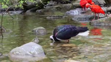 Saman boyunlu Ibis, Threskiornis spinicollis, Threskiornithidae familyasından bir kuş türü.. 