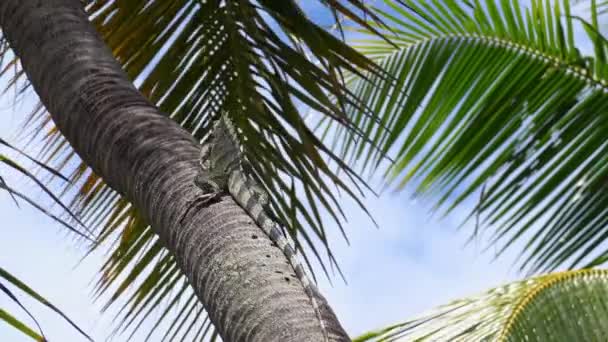 在巴西巴伊亚州因巴塞市的一棵棕榈树上坐着一只绿色的鬣蜥在奇异的热带岛屿上看起来像小龙的野生动物 — 图库视频影像