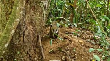 Family of South American Coati, Ring-tailed Coati, Nasua nasua at Iguazu Falls, Foz do Iguacu, Parana State, South Brazil. A common species of Coati present near Iguassu Falls.