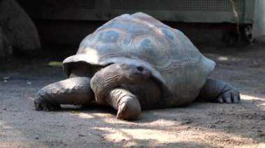 Curieuse Adası 'ndaki (Seyşeller Adası' ndaki Praslin Adası 'nın başarılı bir vahşi kaplumbağa koruma programına ev sahipliği yapan) dev Aldabra kaplumbağası (Aldabrachelys gigantea).