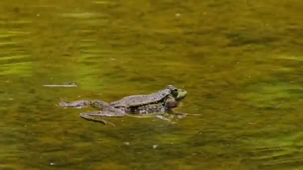 Rana Común Rana Temporaria Reptil Único Que Cruza Agua También — Vídeos de Stock