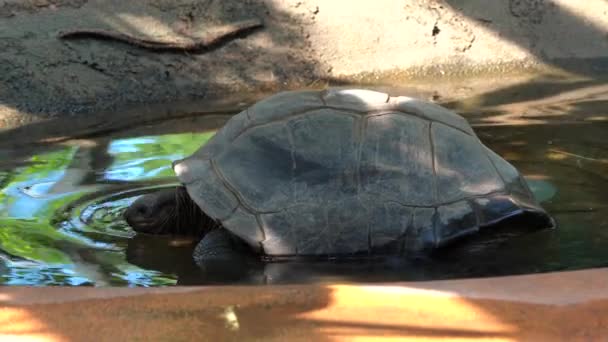 Aldabra Jätte Sköldpadda Aldabrachelys Gigantea Curieuse Platsen För Framgångsrik Vilda — Stockvideo
