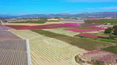 Cieza 'da şeftali çiçeği, Mirador El Horno ile La Macetua arasında meyve bahçeleri. Murcia bölgesindeki Cieza 'da çiçek açan şeftali ağaçlarının videosu. Şeftali, erik ve nektarin ağaçları. İspanya