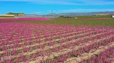 Cieza 'da şeftali çiçeği, Mirador El Horno ile La Macetua arasında meyve bahçeleri. Murcia bölgesindeki Cieza 'da çiçek açan şeftali ağaçlarının videosu. Şeftali, erik ve nektarin ağaçları. İspanya