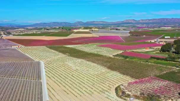 在Cieza的桃花 在Mirador Horno和La Macetua之间的果园 穆尔西亚地区Cieza桃树开花的录像 李子和油桃树 西班牙 — 图库视频影像