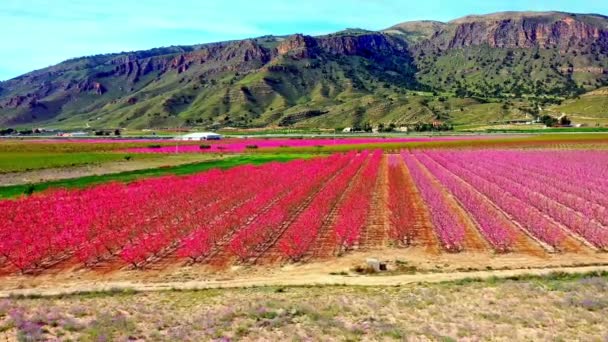 Flor Pêssego Jumilla Videografia Florescimento Pessegueiros Jumilla Região Murcia Pêssego — Vídeo de Stock