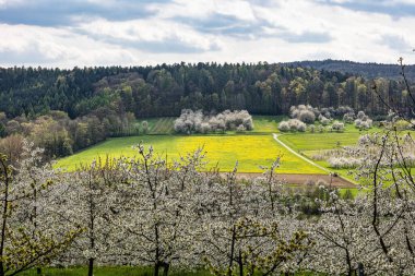 Franconian İsviçre 'de Pretzfeld, Almanya' da tepelerde kiraz çiçeği. Meyve konyağı ve meyve suyu için ünlü bir bölge. Batı Avrupa 'nın kiraz ağaçları için en büyük tarım alanlarından biri..