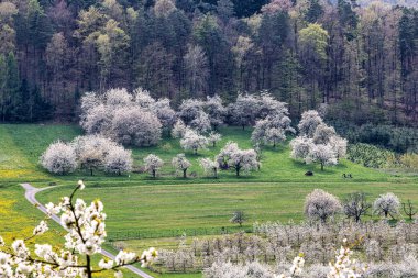 Franconian İsviçre 'de Pretzfeld, Almanya' da tepelerde kiraz çiçeği. Meyve konyağı ve meyve suyu için ünlü bir bölge. Batı Avrupa 'nın kiraz ağaçları için en büyük tarım alanlarından biri..
