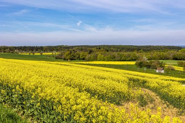 Franconian İsviçre 'de Kalchreuth, Almanya' da tepelerde kiraz çiçeği. Meyve konyağı ve meyve suyu için ünlü bir bölge. Batı Avrupa 'nın kiraz ağaçları için en büyük tarım alanlarından biri.