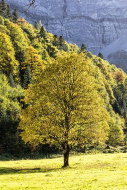 Ahornboden 'daki akçaağaç ağaçlarının sonbahar manzarası, Karwendel dağları, Tyrol, Avusturya