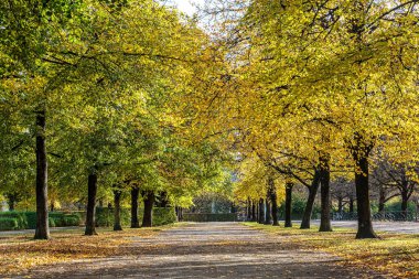 Bir sonbahar günü Münih 'teki Hofgarten Parkı' nda yürümek, Avrupa 'da Almanya