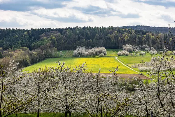 Franconian İsviçre 'de Pretzfeld, Almanya' da tepelerde kiraz çiçeği. Meyve konyağı ve meyve suyu için ünlü bir bölge. Batı Avrupa 'nın kiraz ağaçları için en büyük tarım alanlarından biri..