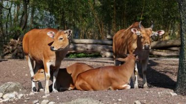 Banteng, Bos javanicus veya Red Bull. Vahşi bir sığır türüdür ama sığır ve bizondan farklı kilit özellikler vardır: hem erkek hem de dişilerde beyaz bir şerit..