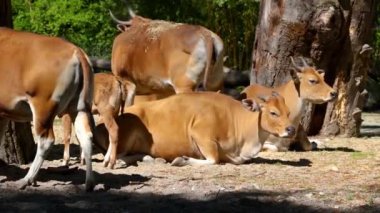 Banteng, Bos javanicus veya Red Bull. Vahşi bir sığır türüdür ama sığır ve bizondan farklı kilit özellikler vardır: hem erkek hem de dişilerde beyaz bir şerit..