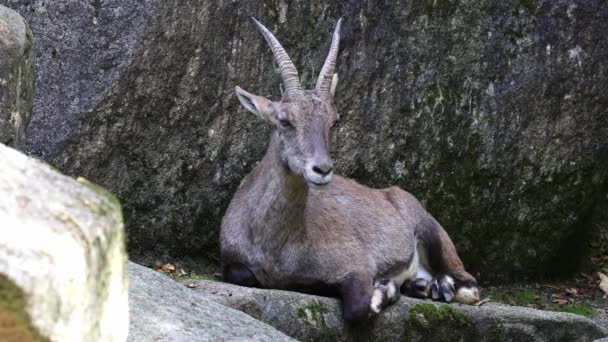 Αρσενικό Βουνό Ibex Capra Ibex Κάθεται Ένα Βράχο Ένα Γερμανικό — Αρχείο Βίντεο