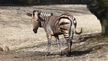 Hartmann dağ zebrası Equus zebra hartmannae, Angola 'nın güneybatısında ve Namibya' nın batısında bulunan bir dağ zebrası alt türüdür..