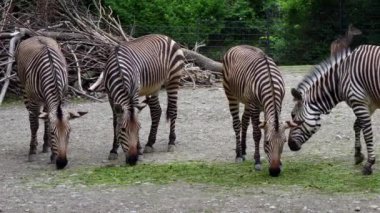 Hartmann dağ zebrası Equus zebra hartmannae, Angola 'nın güneybatısında ve Namibya' nın batısında bulunan bir dağ zebrası alt türüdür..